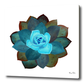 Blue Succulent Giant Flower