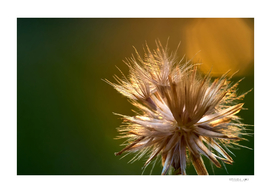 Close up of a dry dandelion