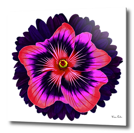 Red and Purple Big Flower