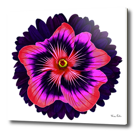 Red and Purple Big Flower