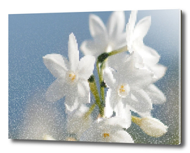 White Flowers (Quad)
