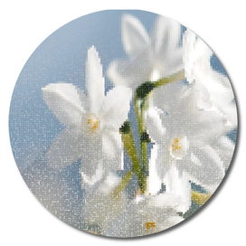White Flowers (Quad)