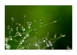 Close-up view of the dew drops on a grass
