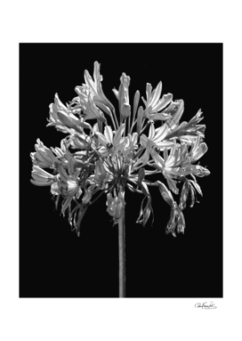 Black and White Lilies Botany Motif Print