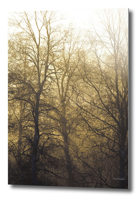 Bare trees on a hazy morning