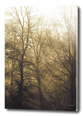 Bare trees on a hazy morning