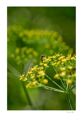 A little bee collects the pollen from dill flower