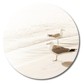 Seagulls birds minimal in beige