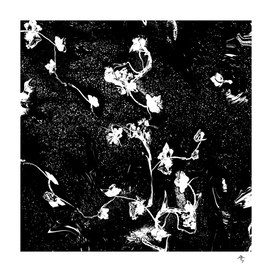 night fragrance, small flowers, black and white,