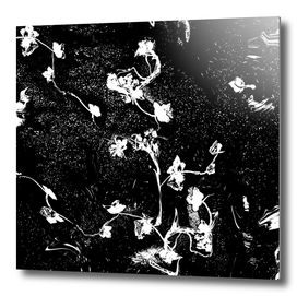 night fragrance, small flowers, black and white,