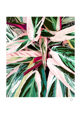Tropical Variegated Houseplant