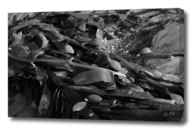 Seaweed in Black and White