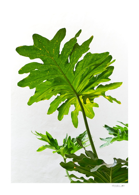 The big green leaves on white background