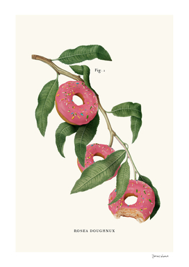 Donut Plant