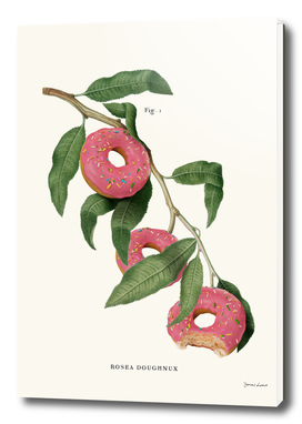 Donut Plant
