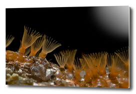 Yellow coral polyps