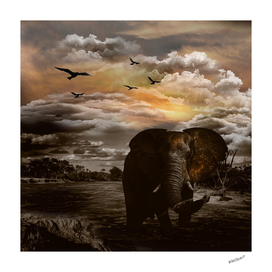 African Elephant Sunset River