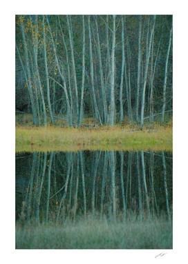 Trees of Calm Waters 2