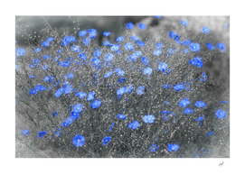 Blue Flowers Garden