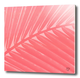 Hot Pink Palm