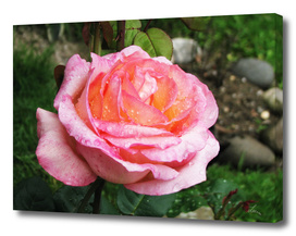 Pink rose after rain