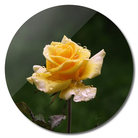 Yellow rose after rain