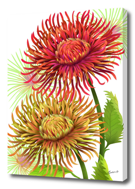 Dahlia Flowers with white background