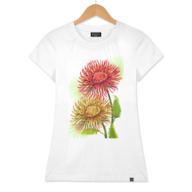 Dahlia Flowers with white background