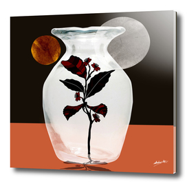 Vase plant darkness