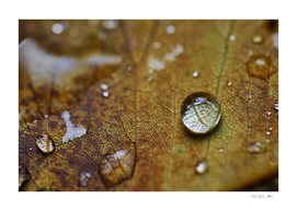Water drops on the dry leaf