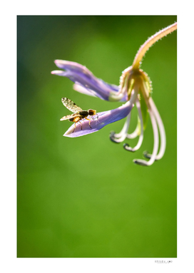 The insect eats a dewdrop on the purple flower
