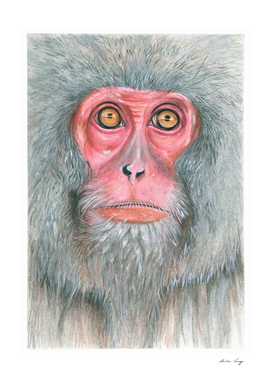 Snow monkey, Japan - painting