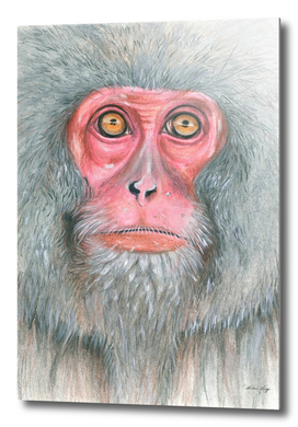 Snow monkey, Japan - painting