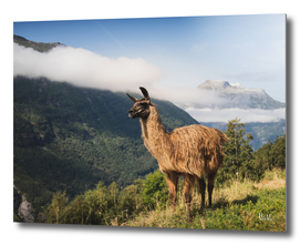 Llama in Mountain Landscape