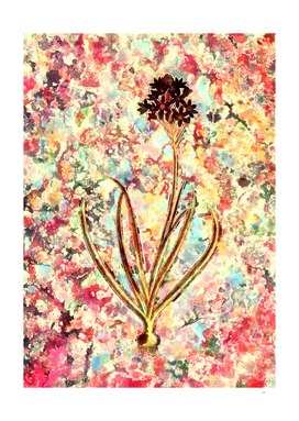 Pink Blush Botanical Arabian Starflower