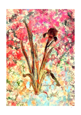 Pink Blush Botanical Crimean Iris