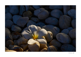 Frangipani flower on pebbles