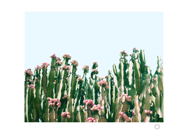 Blush Cactus