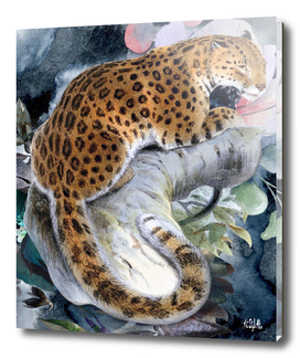 Jungle leopard