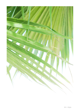 Fan Palm Leaves Dream #1 #tropical #wall #decor #art