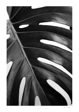 Monstera Leaf #2 #minimal #tropical #wall #art