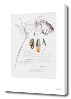 Pheasant Feather Studies