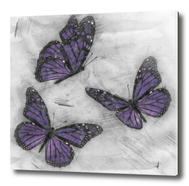 purple-butterfly