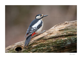 Great Spotted Woodpecker #2