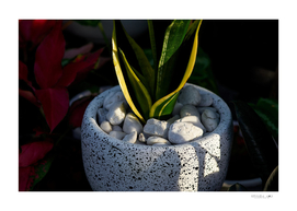The whit pot plant with light and shadow