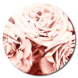 Floral pastel pink roses flower close-up