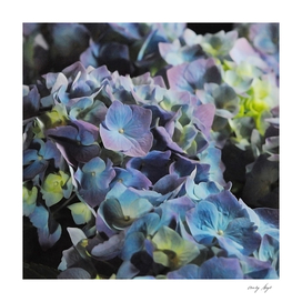 Blue and Purple Hydrangeas