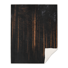 Leafless Coniferous In Dark Forest