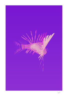 Lionfish