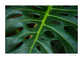Background of the leaf pattern